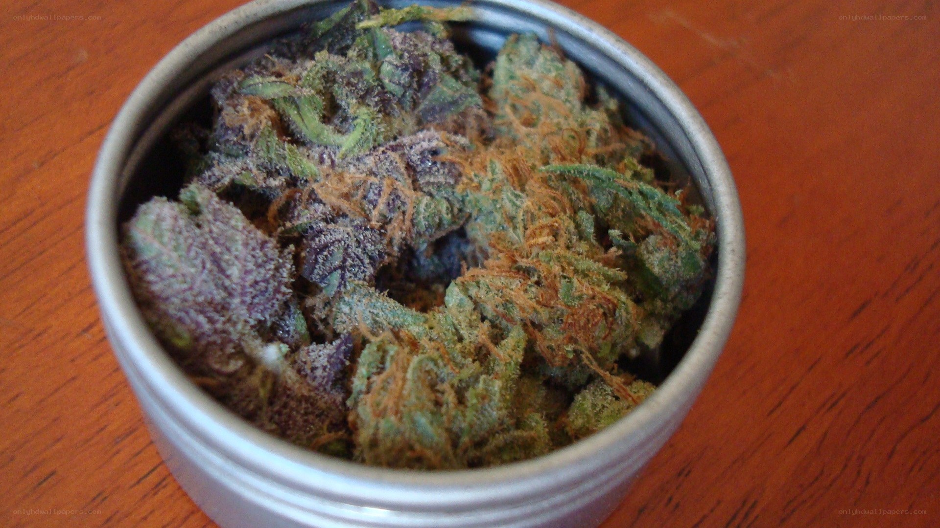 dried cannabis buds in a tin