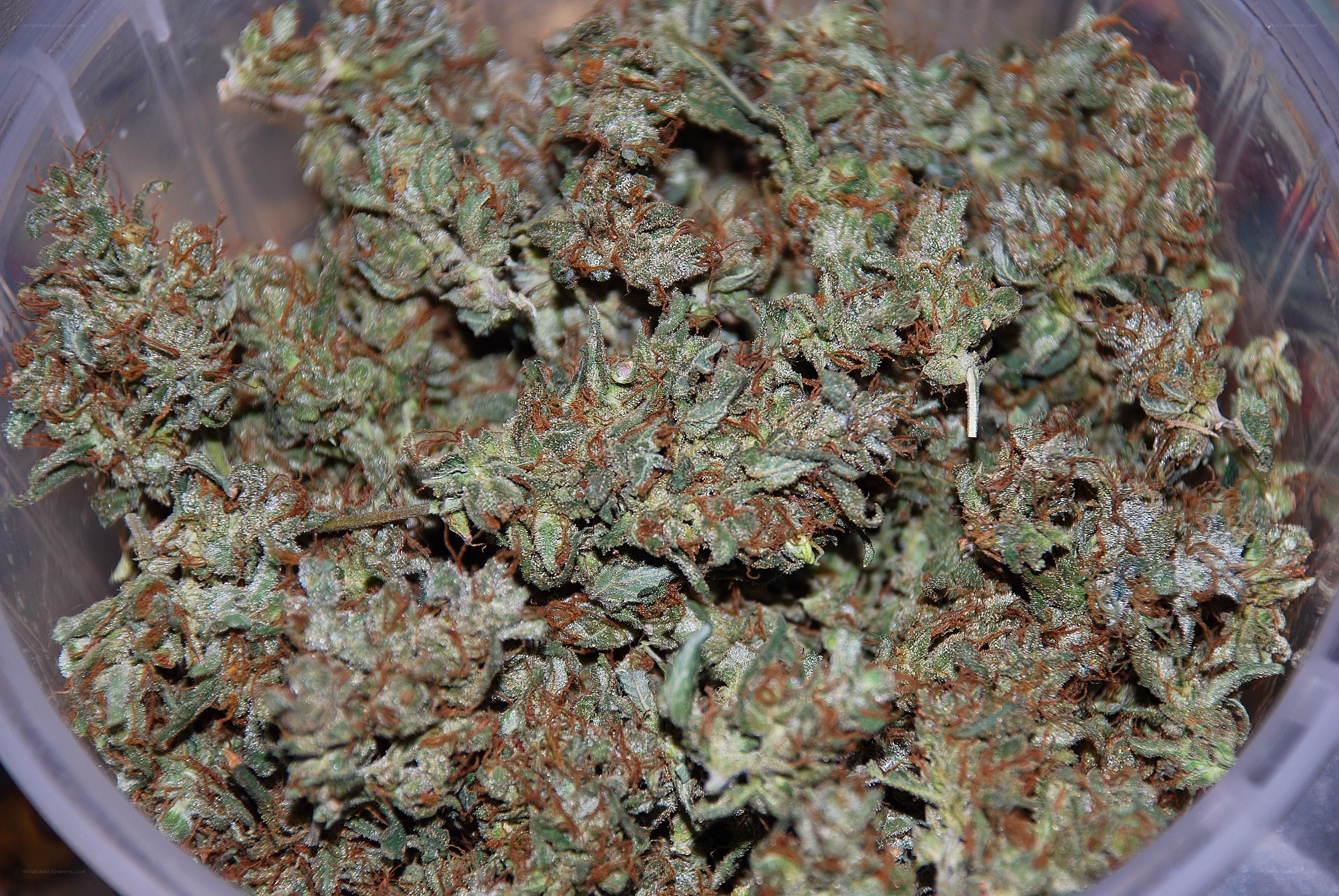 dried cannabis buds in container