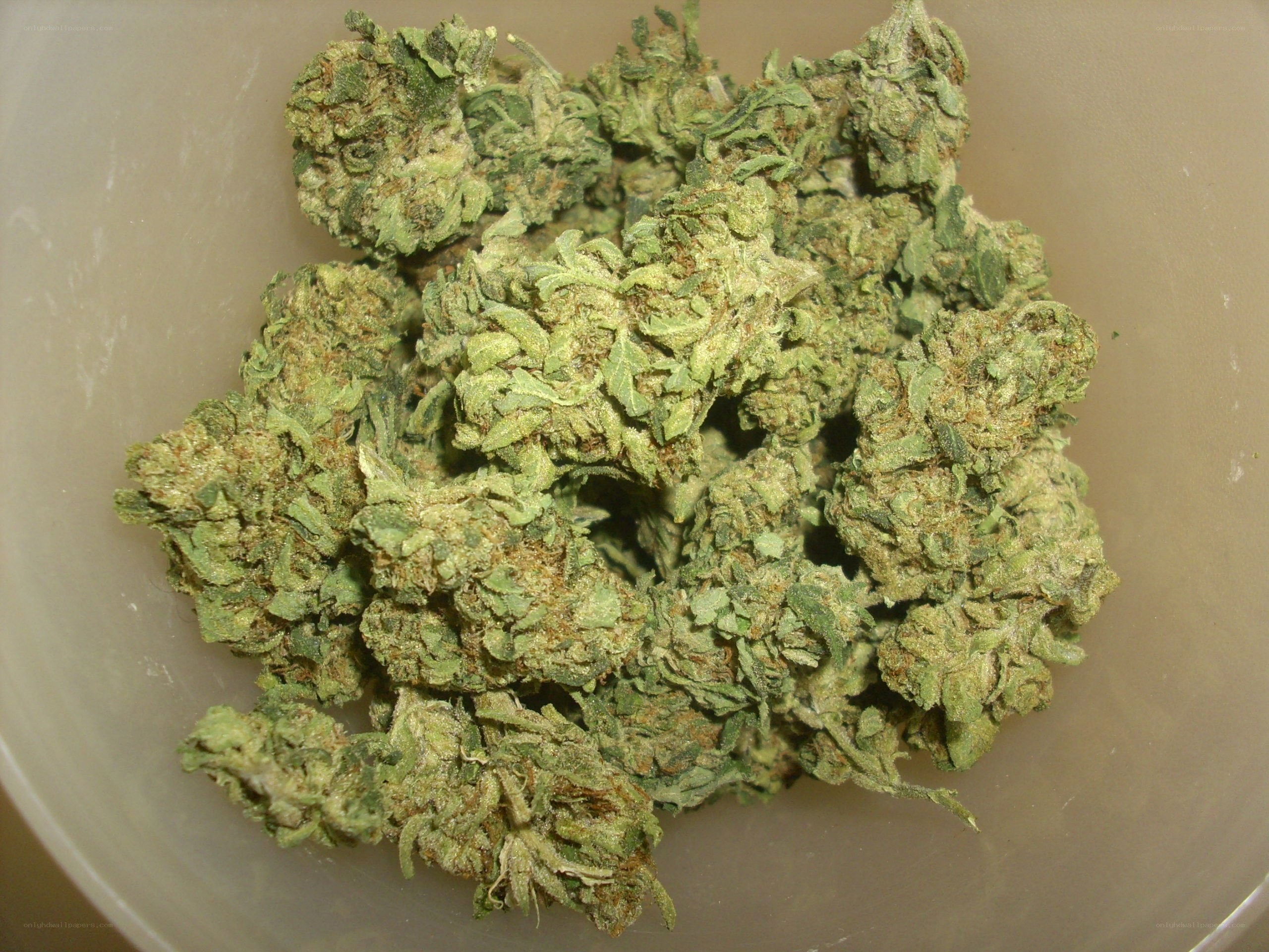 dried cannabis buds in container