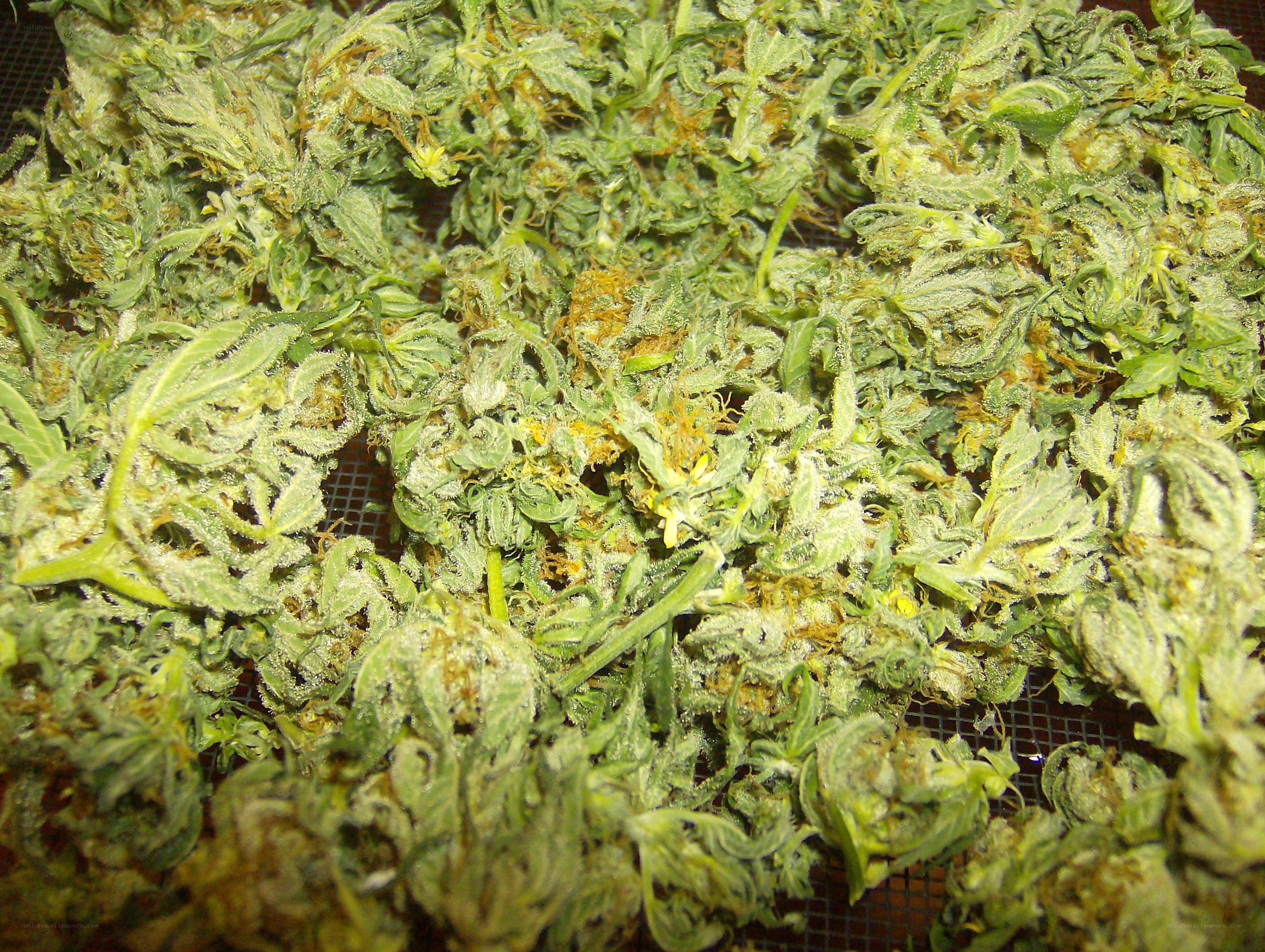 dried cannabis buds on mesh