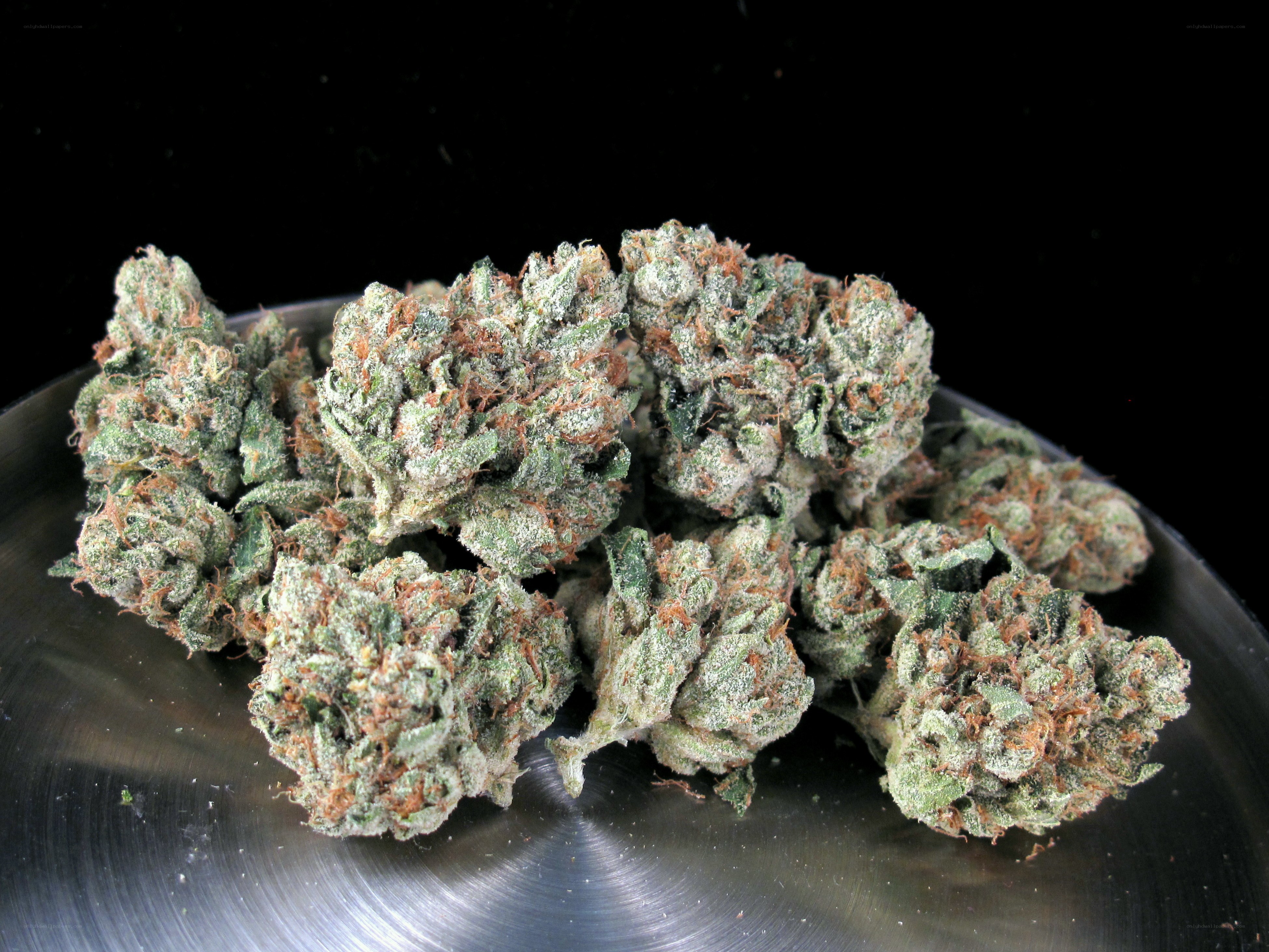 dried cannabis buds on metal surface