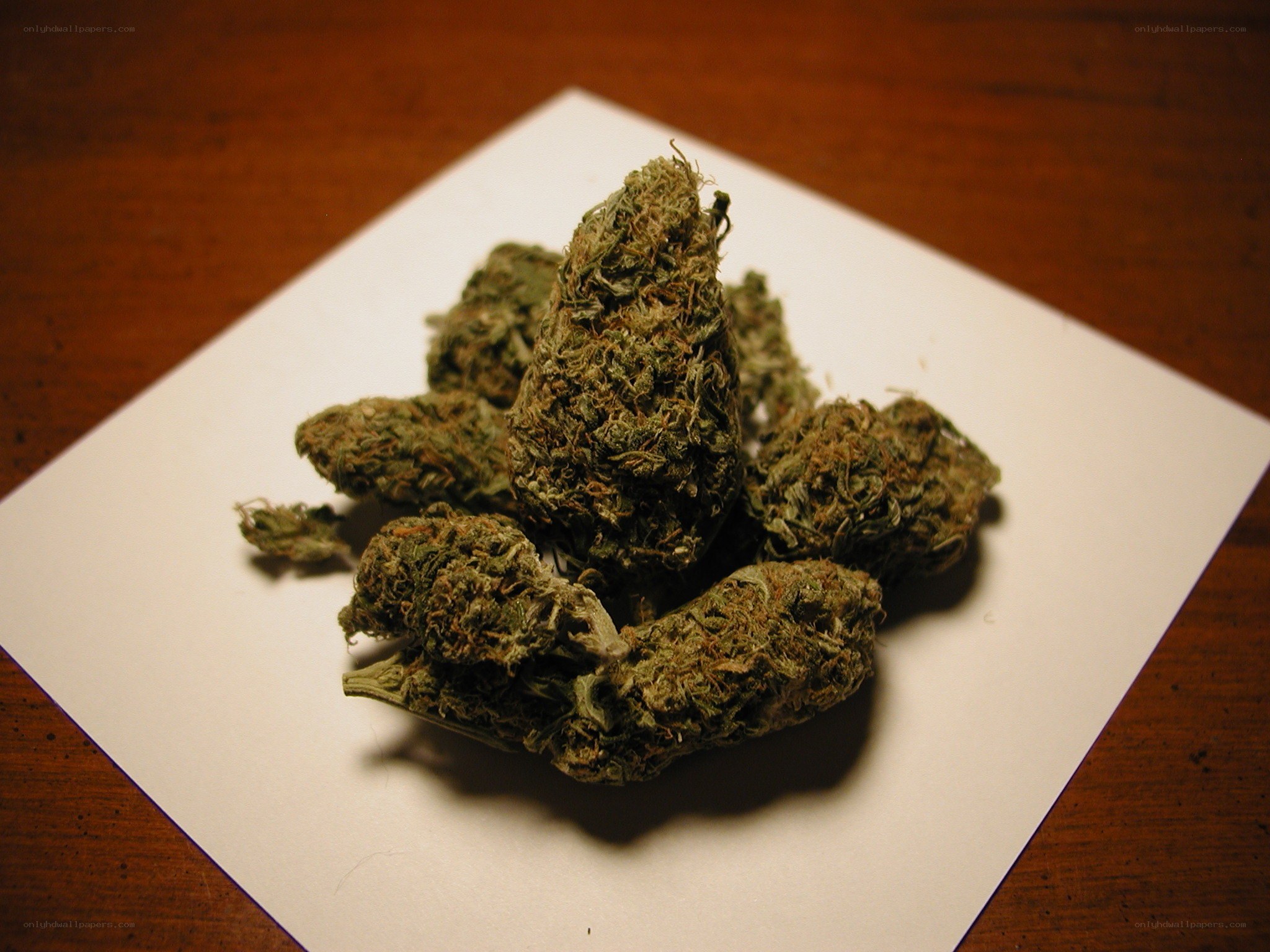 dried cannabis buds on paper