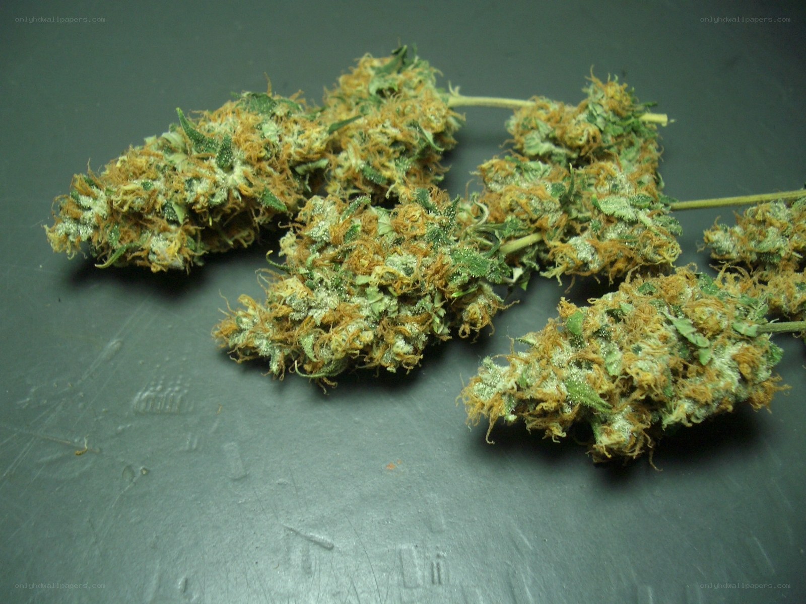 dried cannabis buds on surface