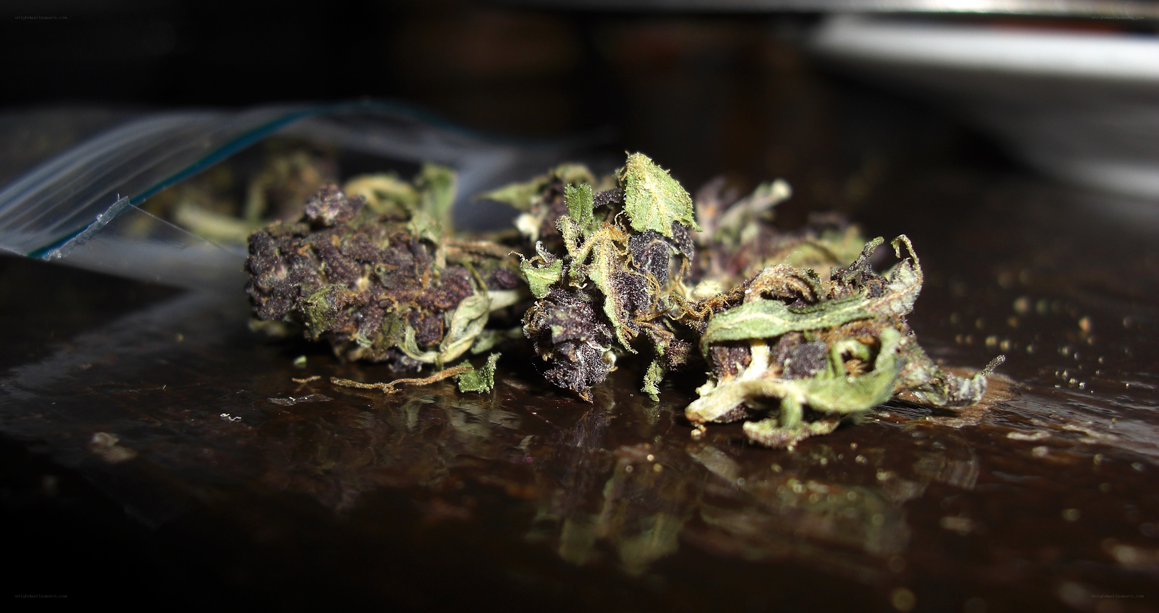 dried cannabis buds on surface