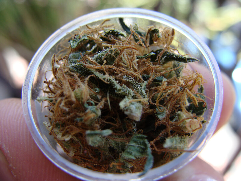 dried cannabis flower in container