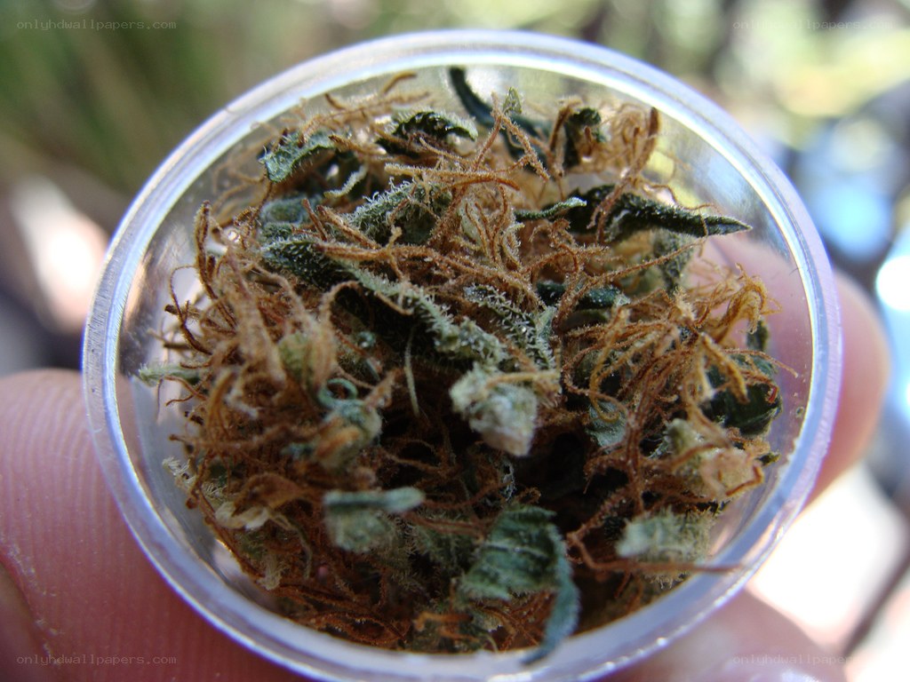 dried cannabis flower in container