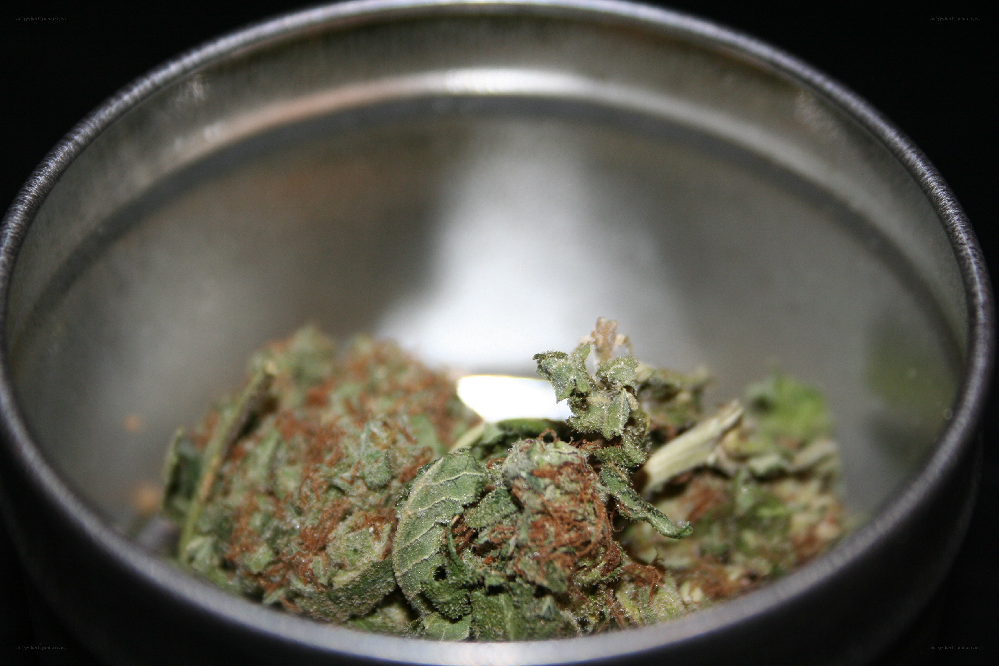 dried cannabis in a metal container