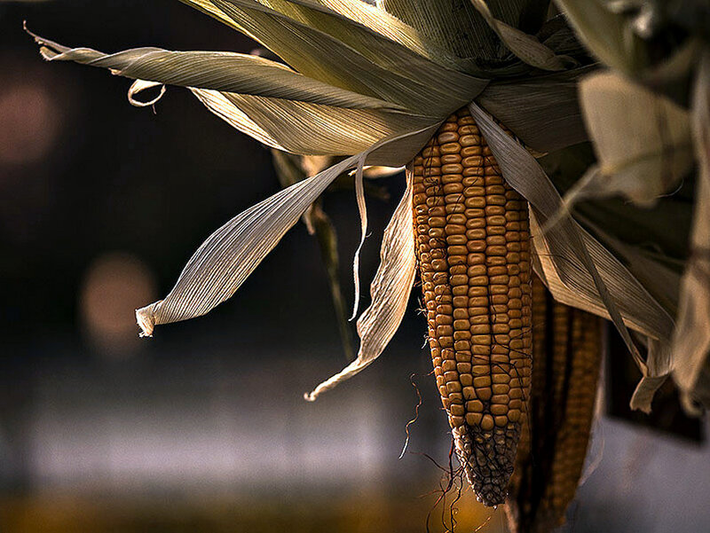 Dried Corn Cob