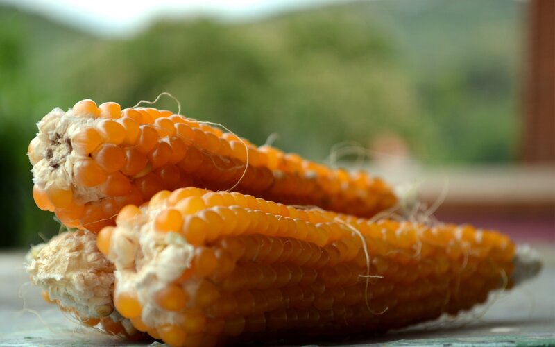 Dried corn cobs on a table
