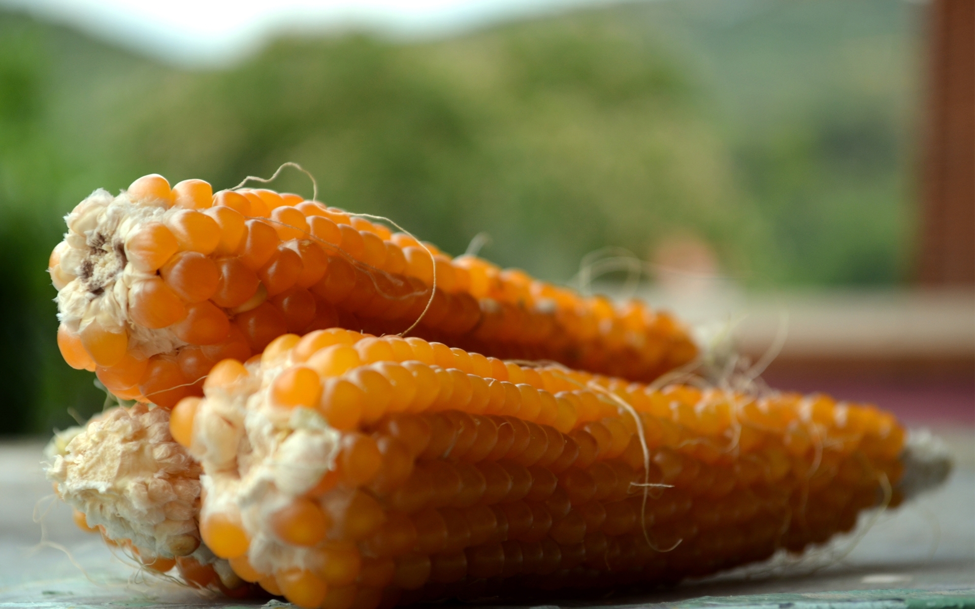 Dried corn cobs on a table