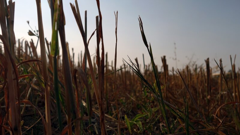 Dried Corn Stalks — Brown, Calm