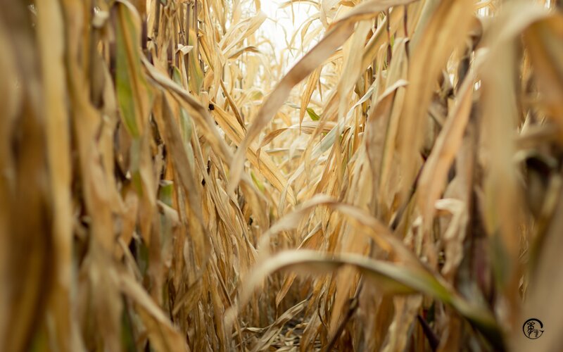 Dried Corn Stalks — Brown