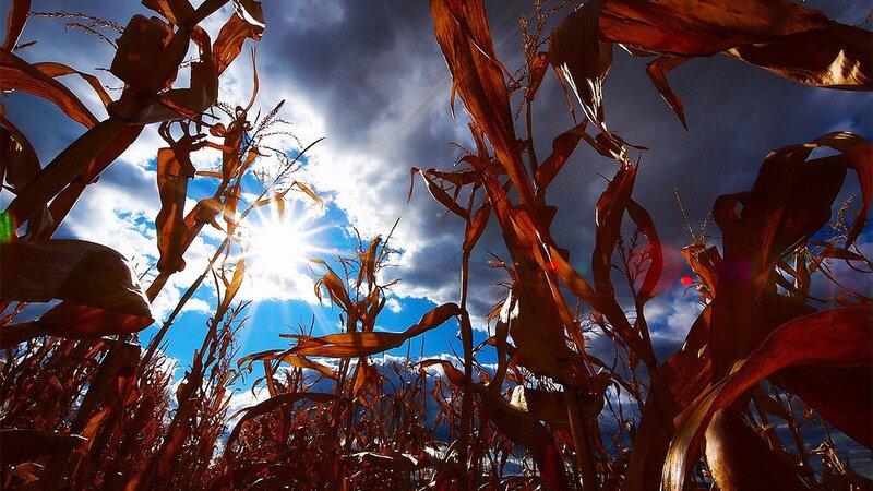 Dried Corn Stalks