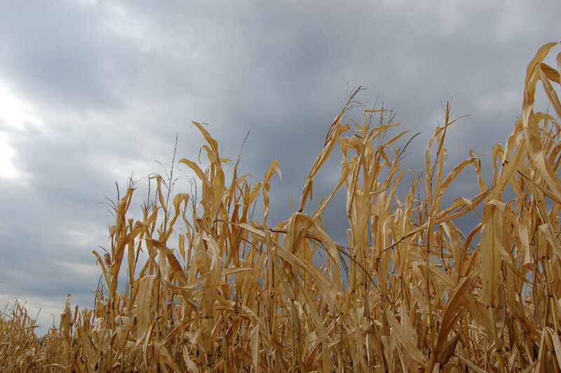 Dried cornfield under cloudy sky