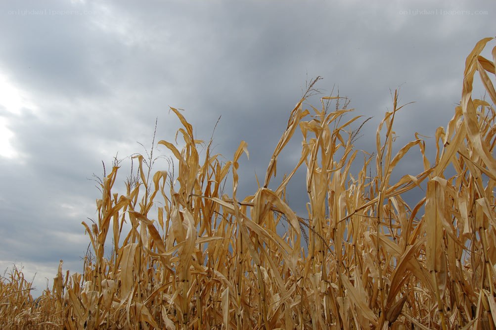 Dried cornfield under cloudy sky