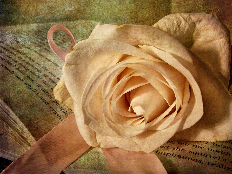 Dried Cream Rose