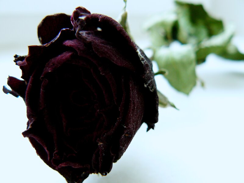 Dried Dark Red Rose