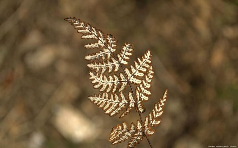 Dried Fern Frond