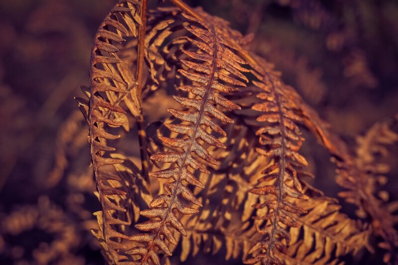 Dried fern fronds in autumn light