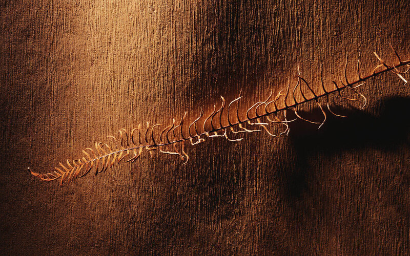 Dried fern on wood