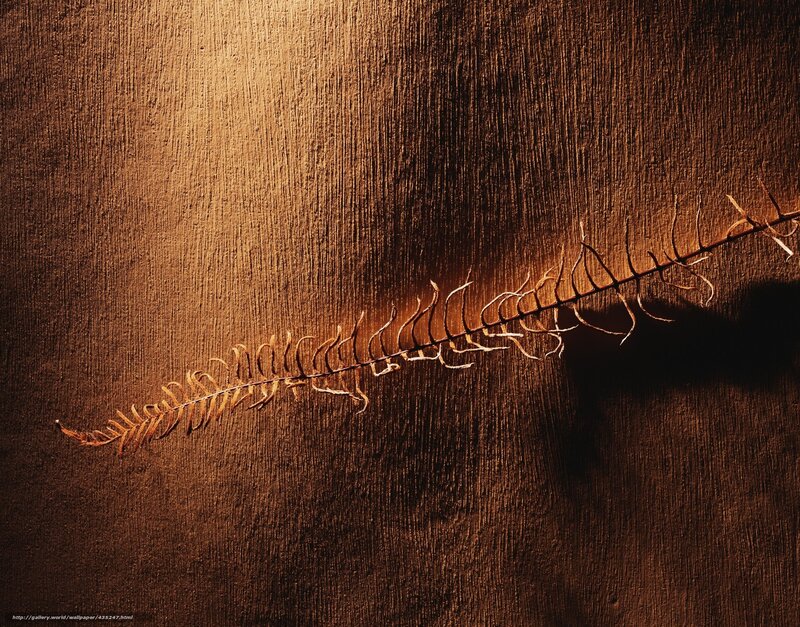 Dried fern on wood