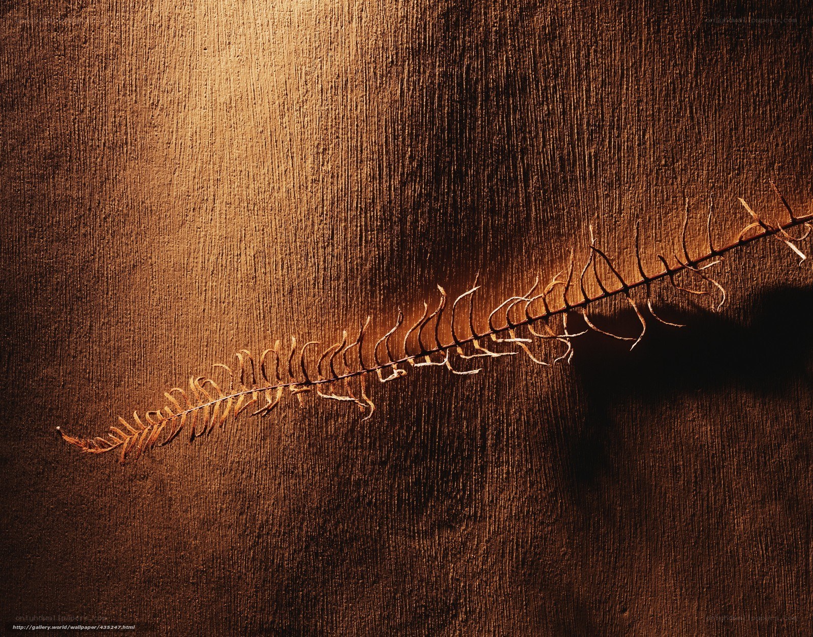Dried fern on wood