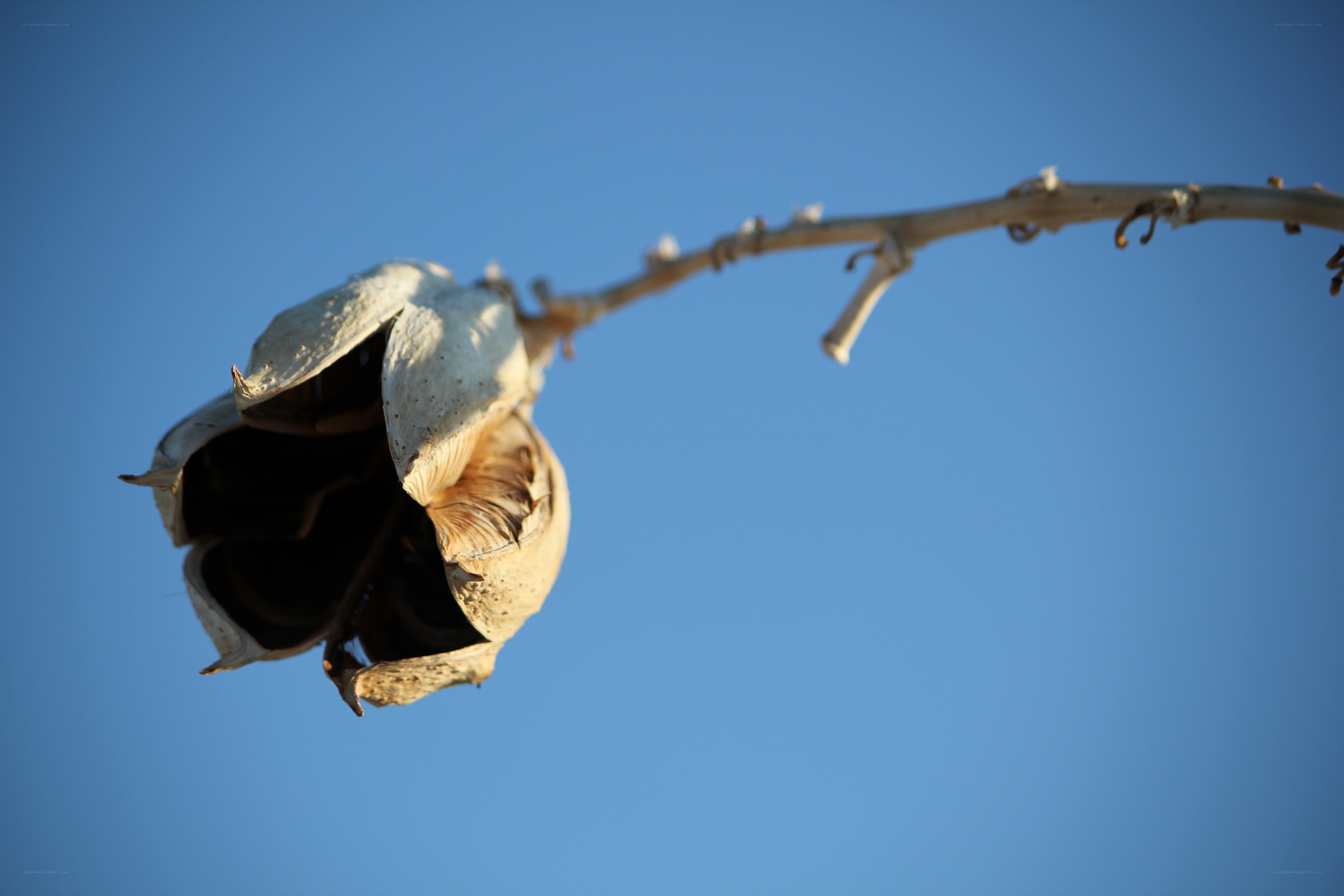 Dried flower against blue sky