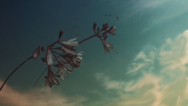 Dried Flower Against Sky