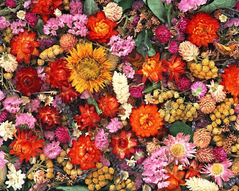 Dried Flower Arrangement — Red, Vibrant