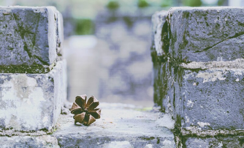 Dried Flower Between Stones