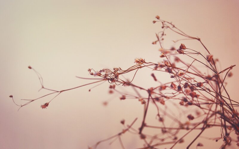 Dried Flower Branches