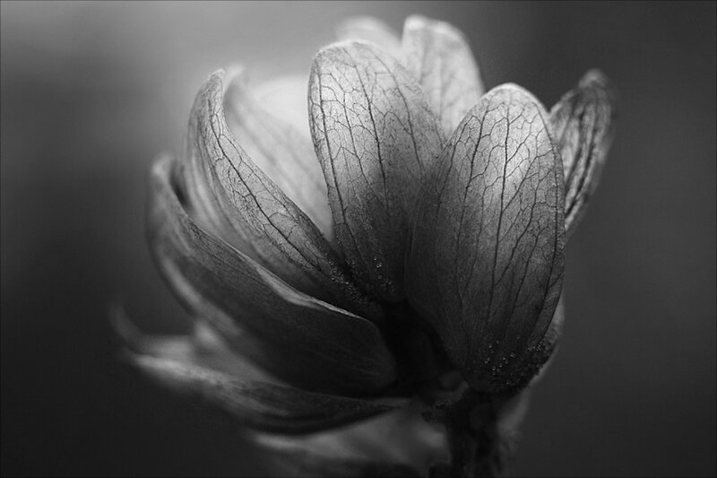Dried Flower Bud — Black