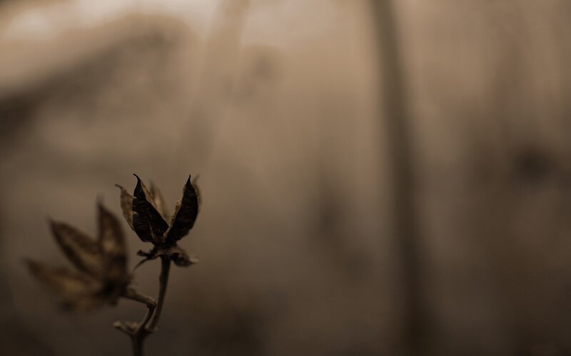 Dried Flower Bud — Brown