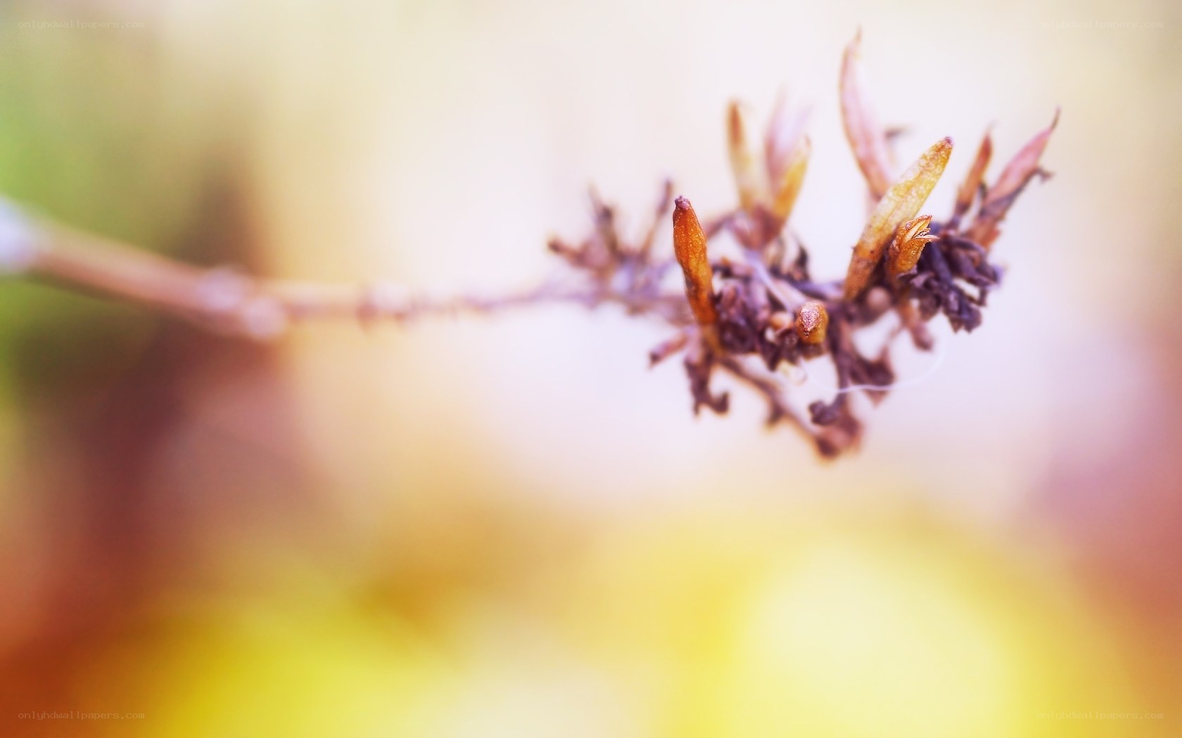 Dried flower bud in autumn
