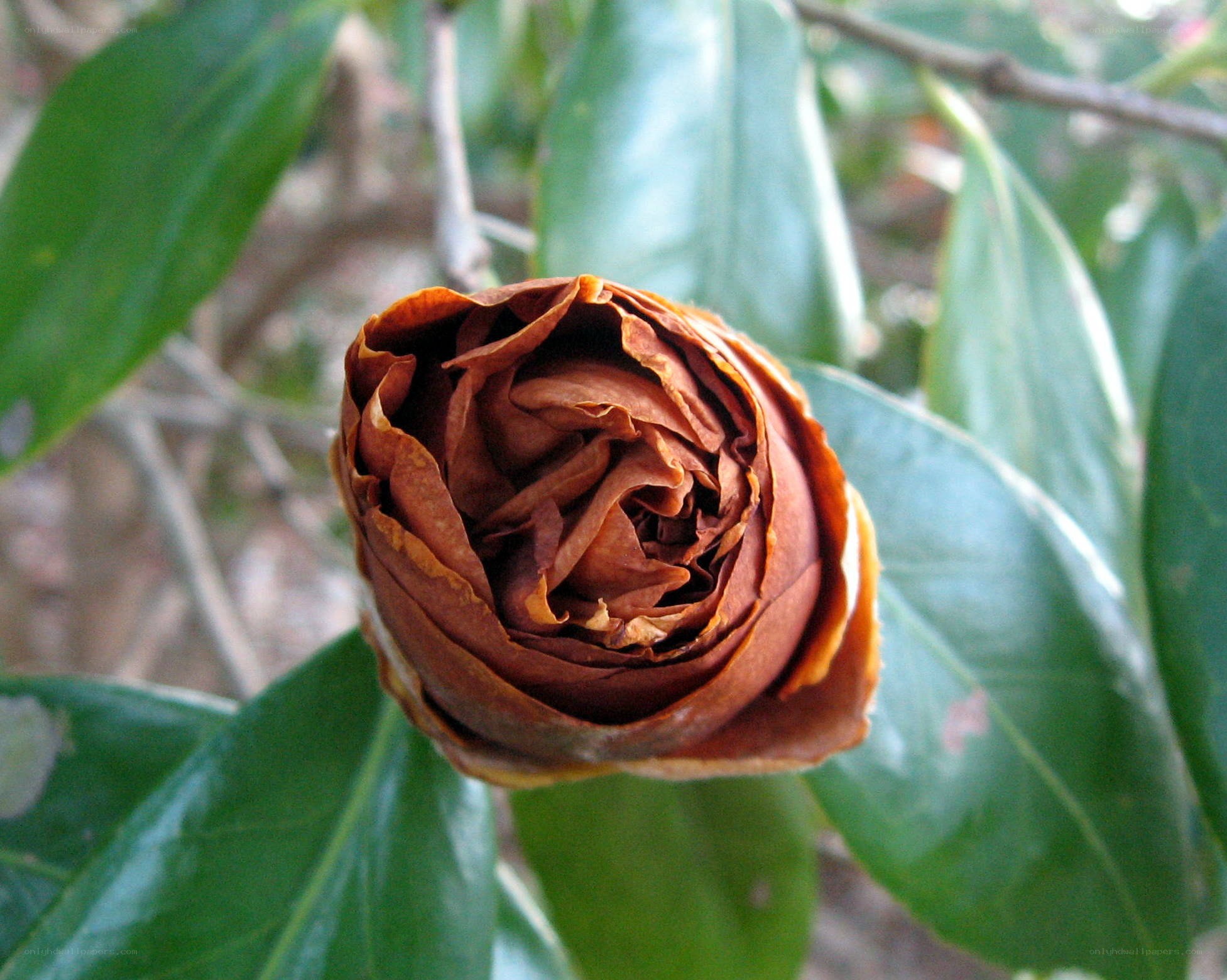 dried flower bud on a plant