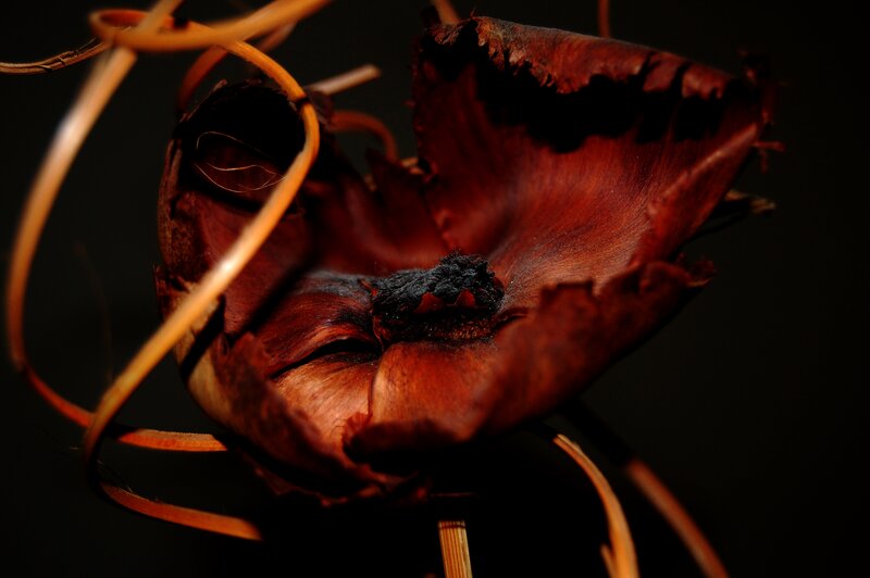 Dried Flower Bud