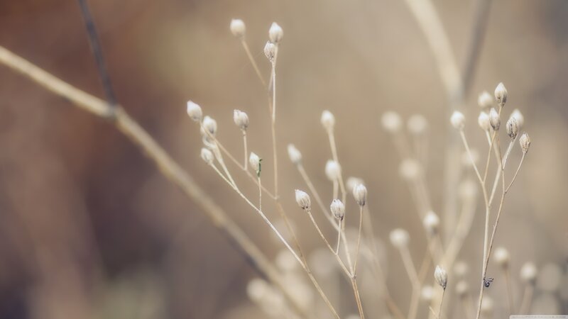 Dried Flower Buds — Beige, Serene