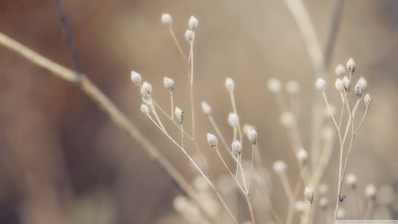 Dried Flower Buds — Beige