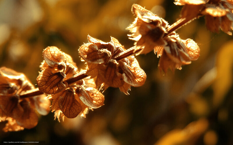 Dried Flower Buds — Brown, Serene
