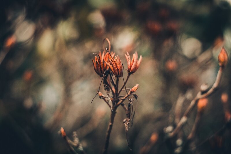 Dried Flower Buds — Brown, Somber