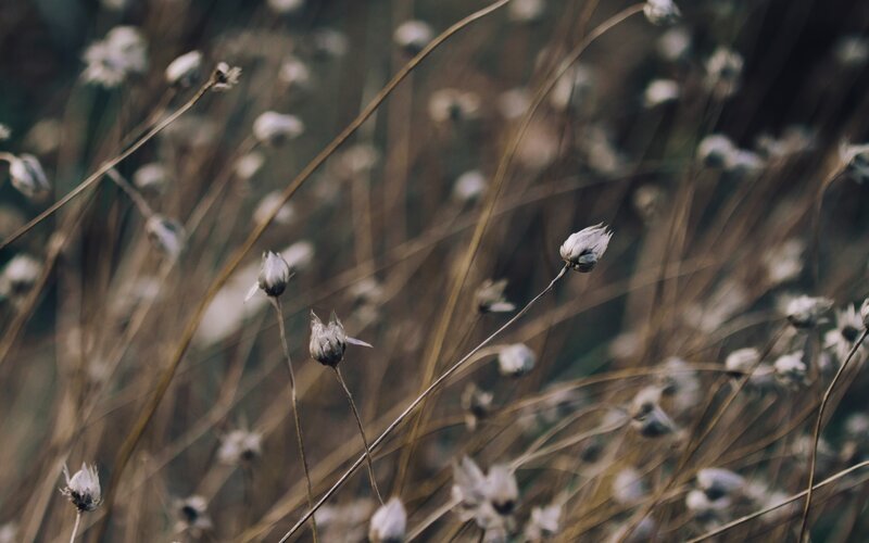 Dried Flower Buds — Brown
