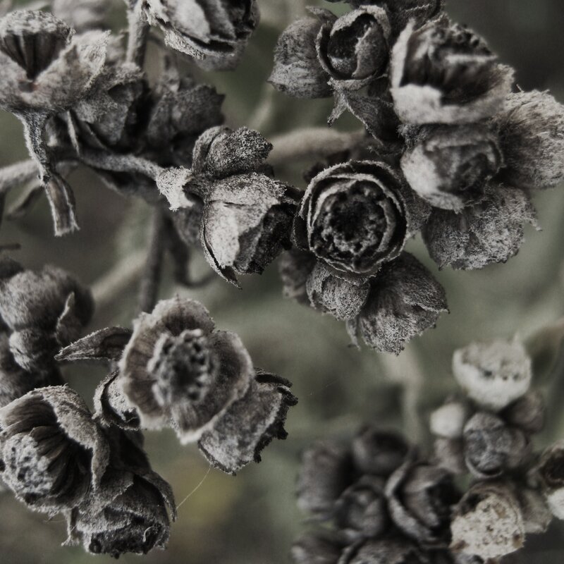 dried flower buds close-up