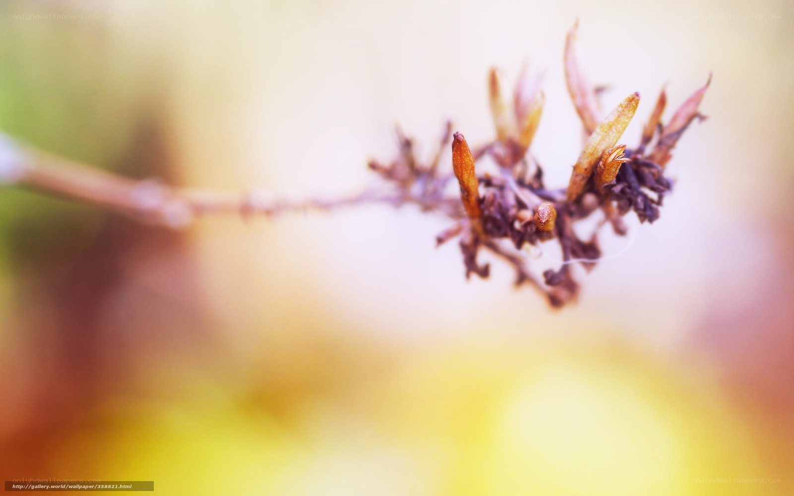 Dried flower buds in autumn