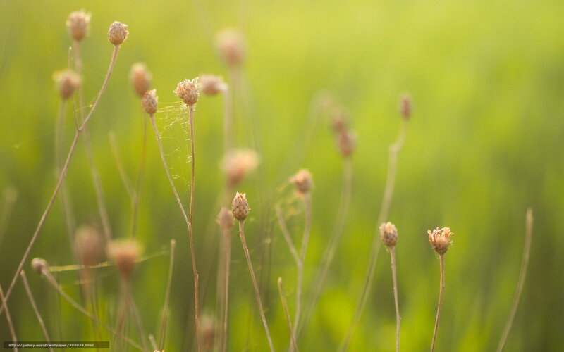 Dried Flower Buds in Field
