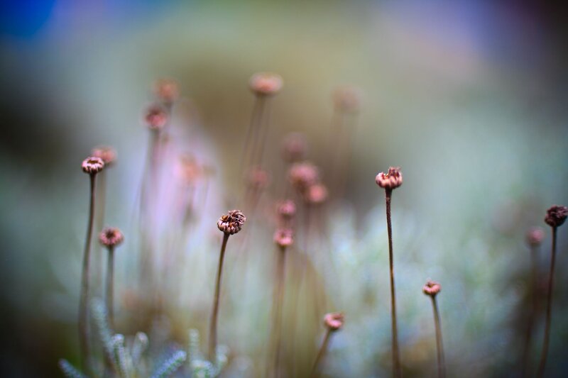 Dried flower buds in soft focus