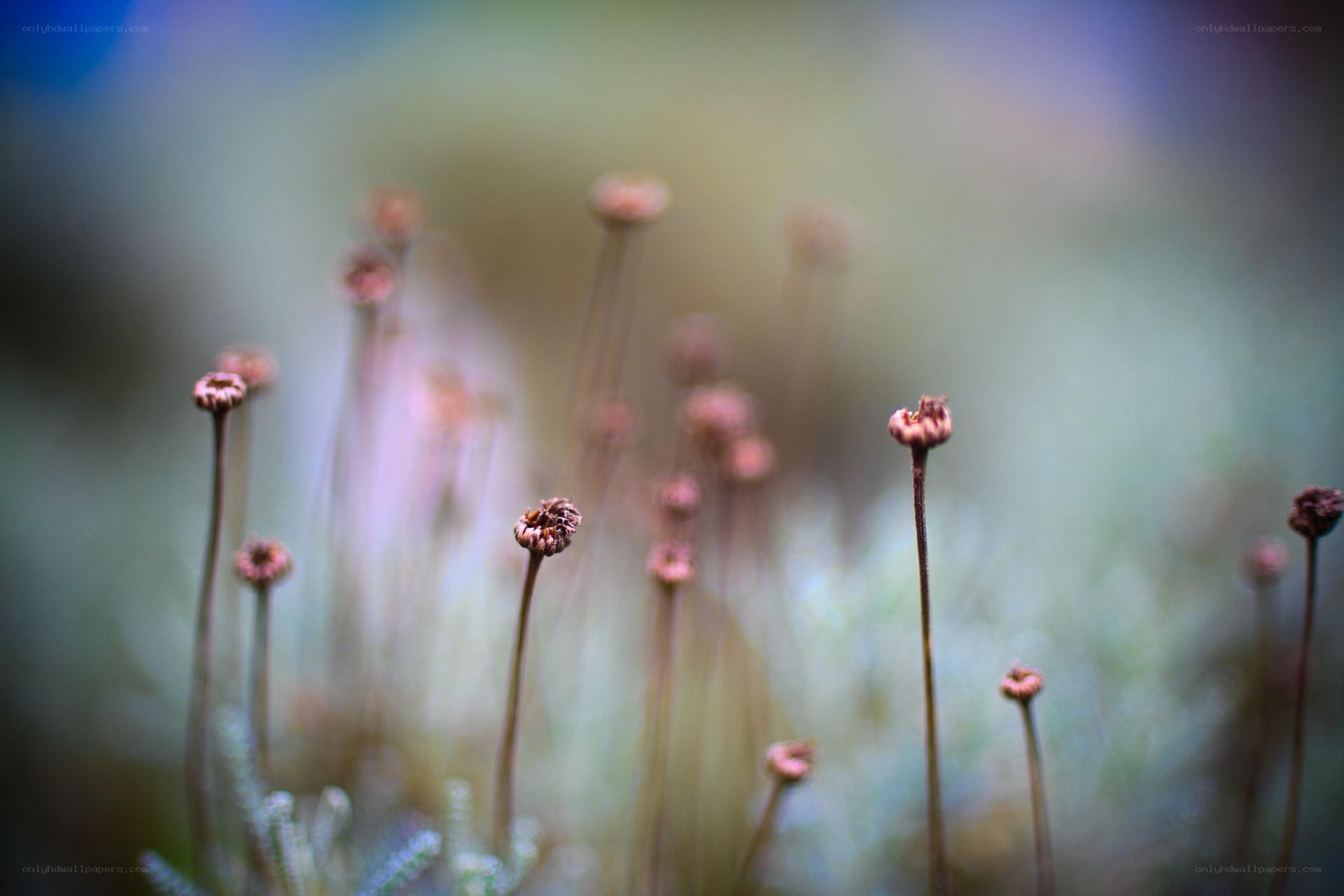 Dried flower buds in soft focus