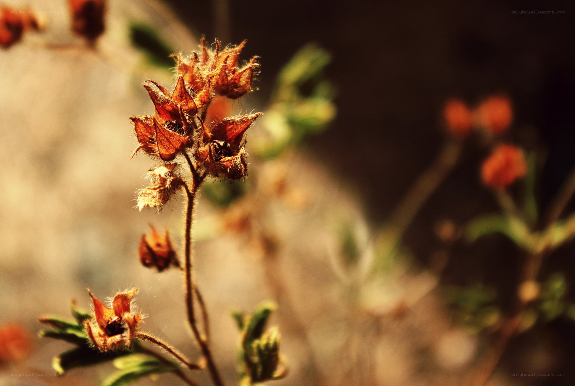 Dried flower buds in sunlight