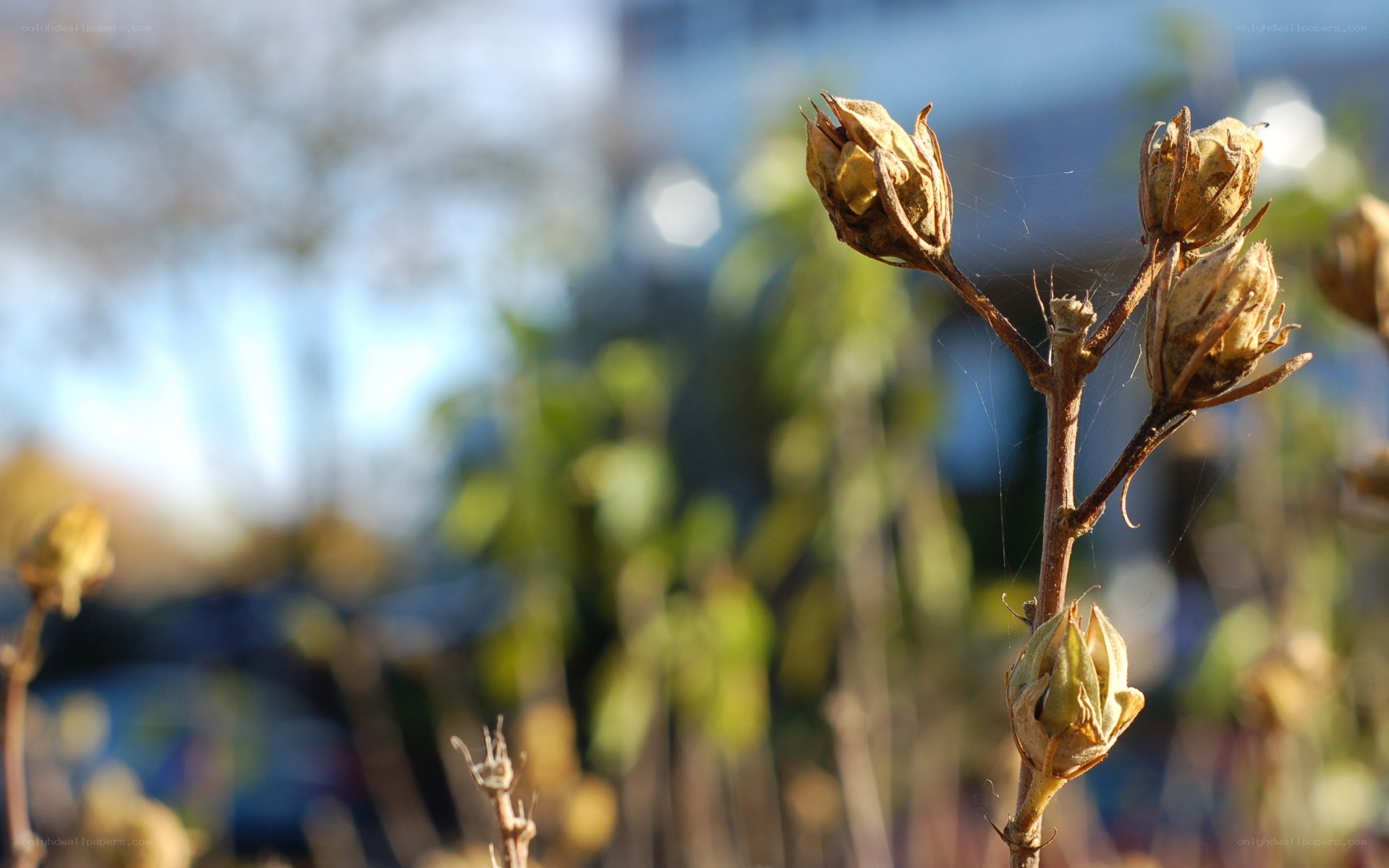 dried flower buds in sunlight
