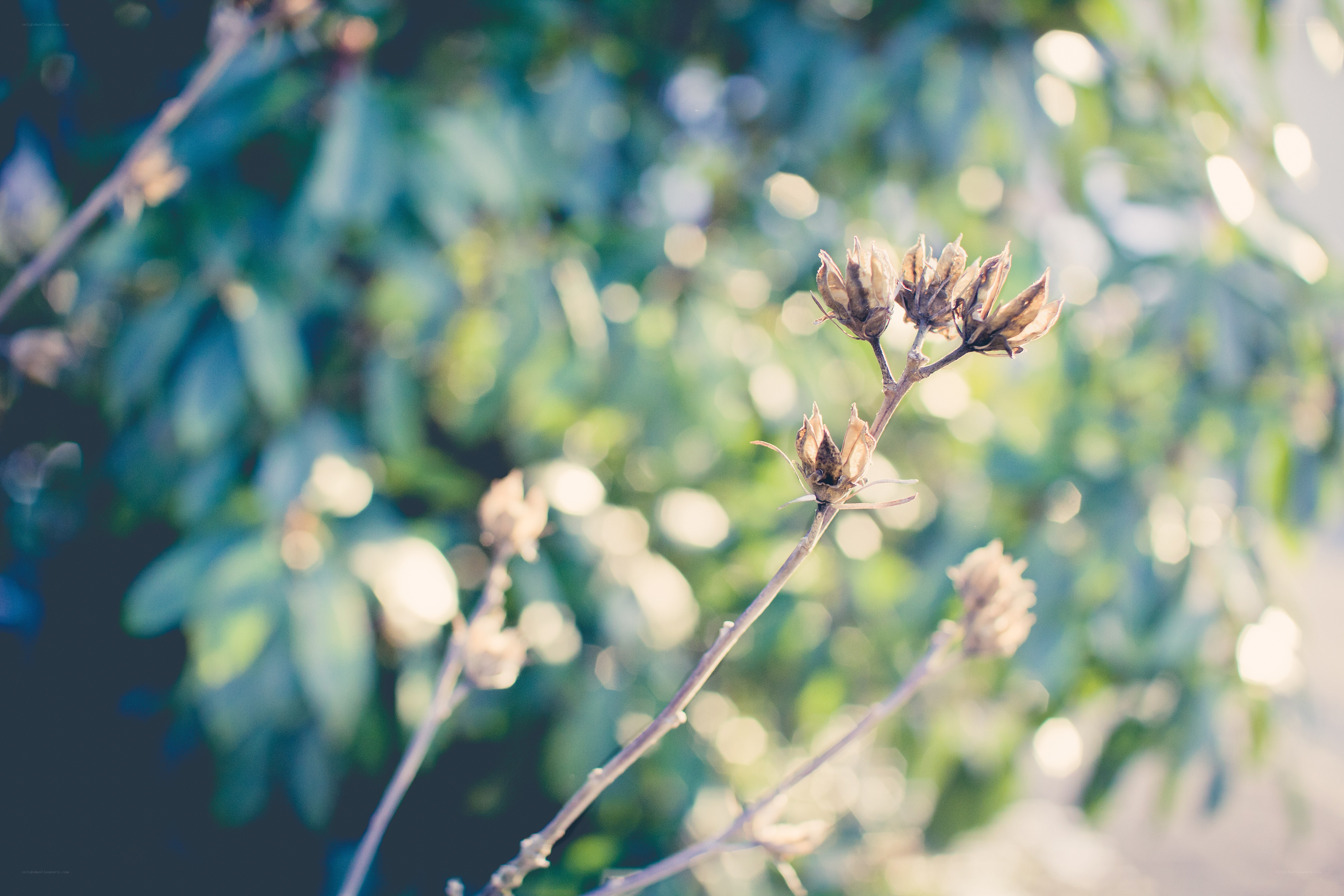 dried flower buds in sunlight