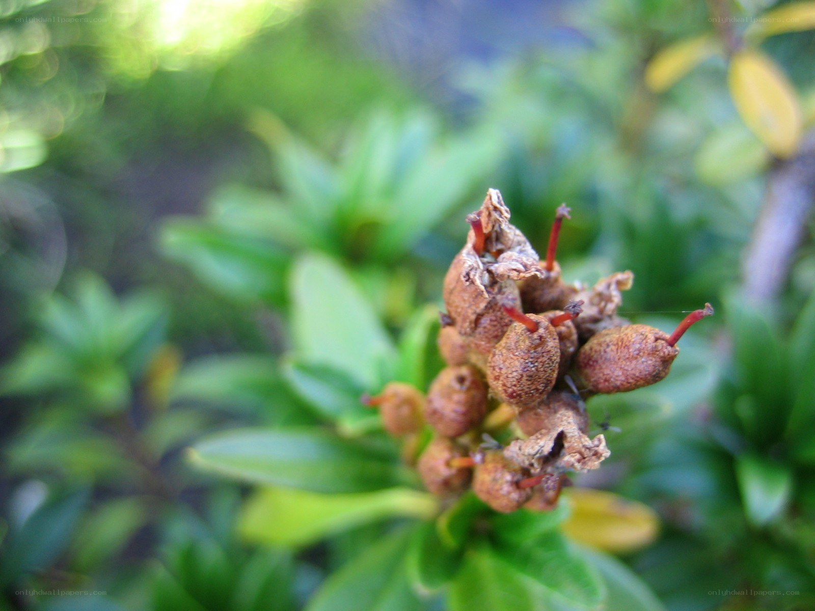 dried flower buds on a plant